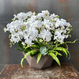 CHẬU LAN HỒ ĐIỆP MINI TRẮNG